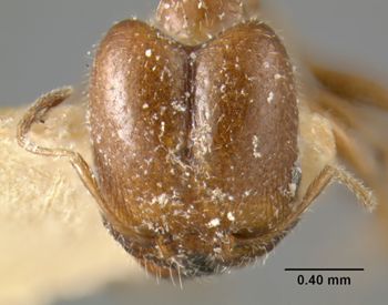 Media type: image;   Entomology 9255 Aspect: head frontal view